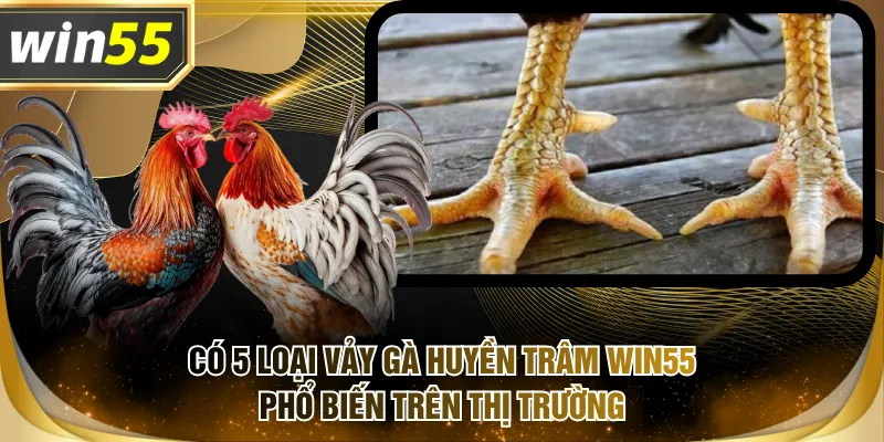 Có 5 loại vảy gà huyền trâm WIN55 phổ biến trên thị trường