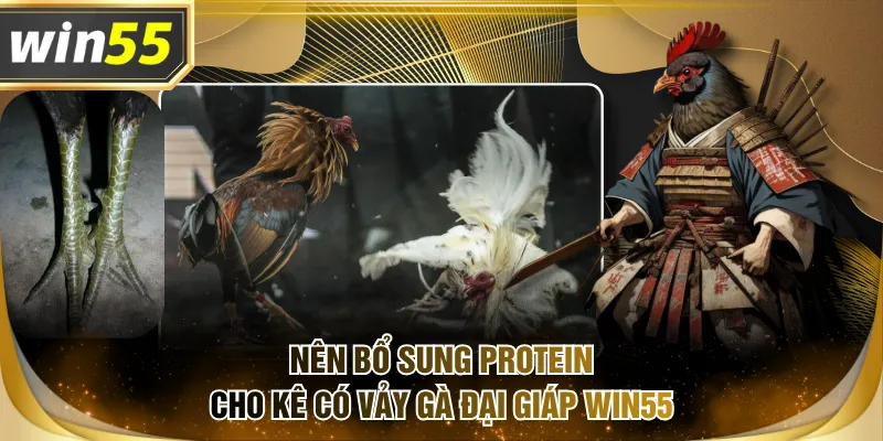 Nên bổ sung protein cho kê có vảy gà đại giáp WIN55
