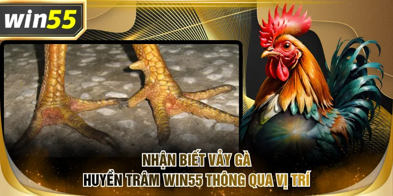 Nhận biết vảy gà huyền trâm WIN55 thông qua vị trí