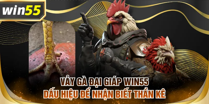 Vảy gà đại giáp WIN55