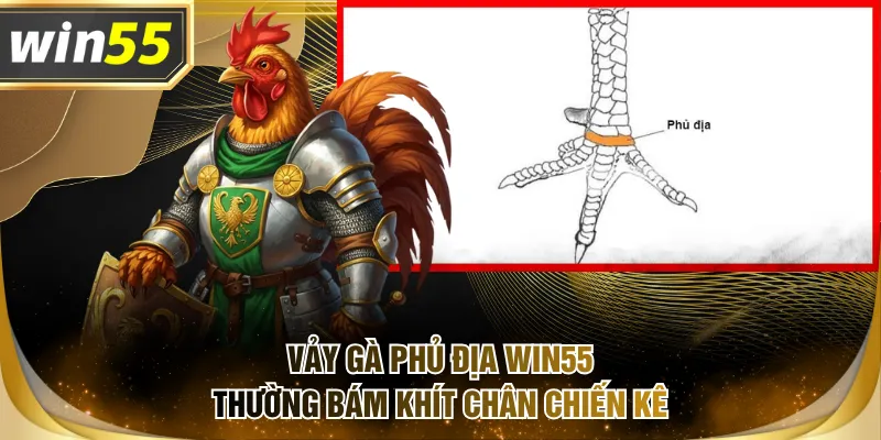 Vảy gà phủ địa WIN55 thường bám khít chân chiến kê