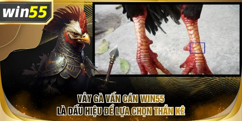 Vảy gà vấn cán WIN55 là dấu hiệu để lựa chọn thần kê