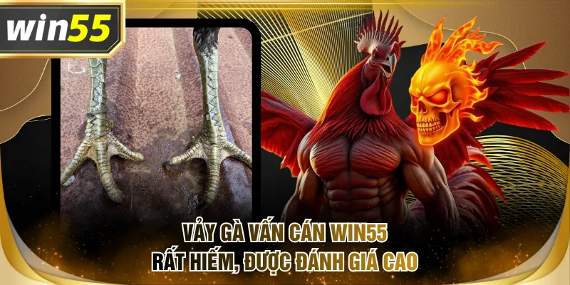 Vảy gà vấn cán WIN55 rất hiếm, được đánh giá cao